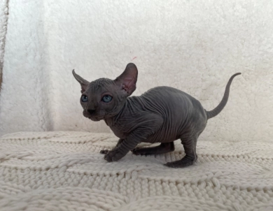 Zeus Sphynx