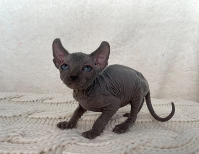 Zeus Sphynx