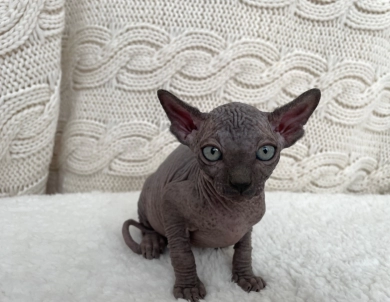 Hermes (purple collar)  Sphynx