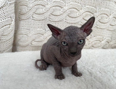 Hermes (purple collar)  Sphynx