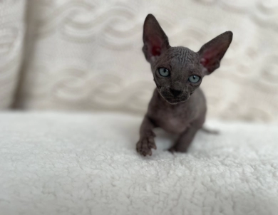 Hector (green collar)  Sphynx