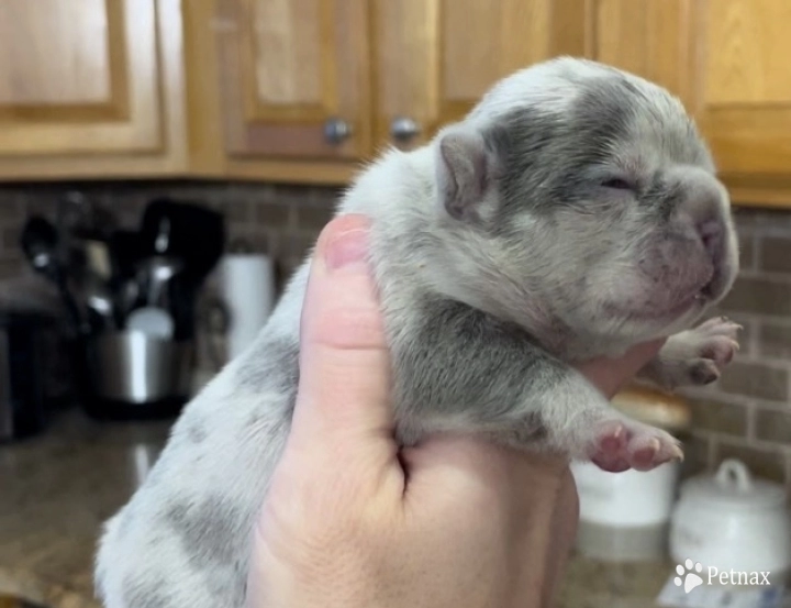 Lilac Merle female 1 French Bulldog