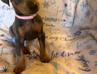 Rhea #1 Doberman Pinscher