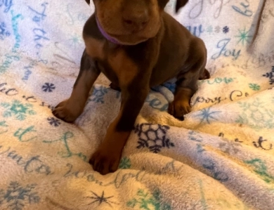 Rhea #3 Doberman Pinscher