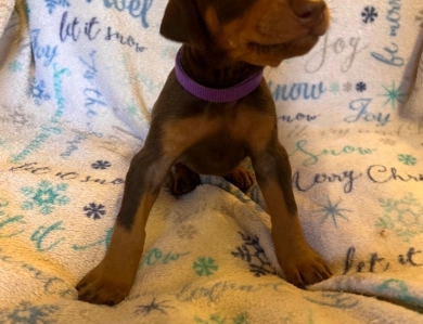 Rhea #3 Doberman Pinscher