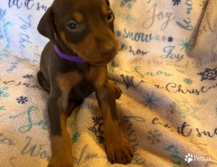 Rhea #3 Doberman Pinscher