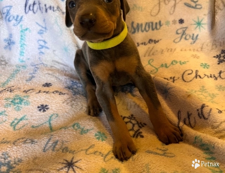 Rhea #4 Doberman Pinscher