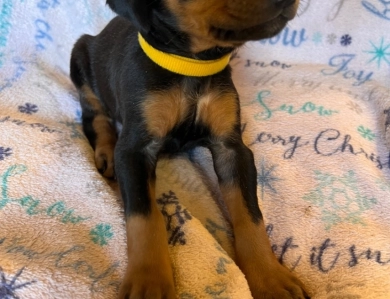 Rhea #5 Doberman Pinscher