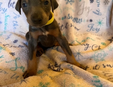 Rhea #12 Doberman Pinscher