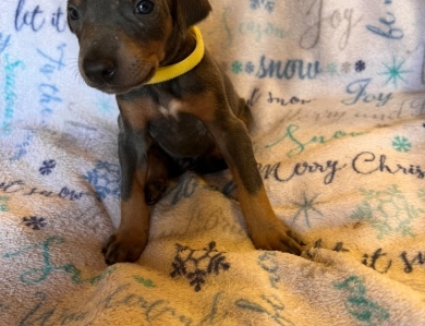 Rhea #12 Doberman Pinscher