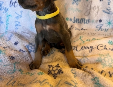 Rhea #12 Doberman Pinscher