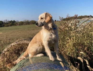 Peaches Golden Retriever