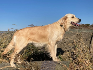 Peaches Golden Retriever