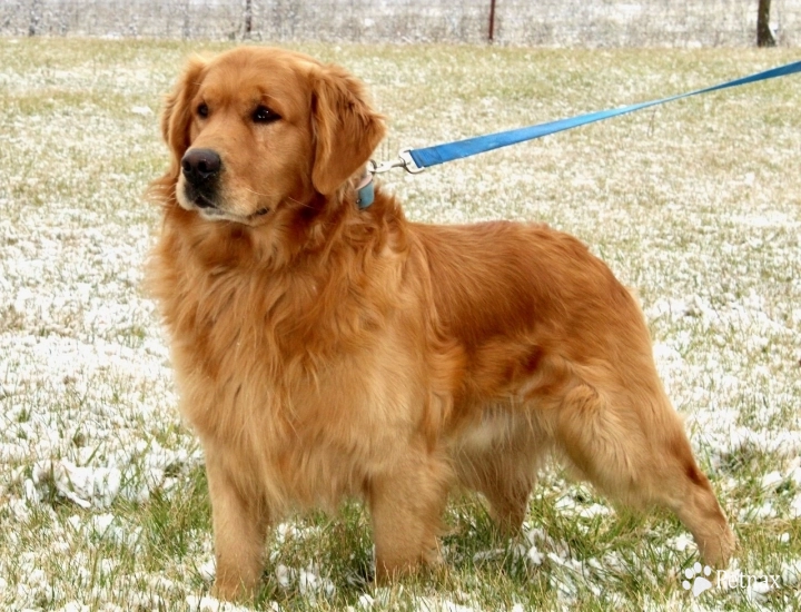 Andy Golden Retriever