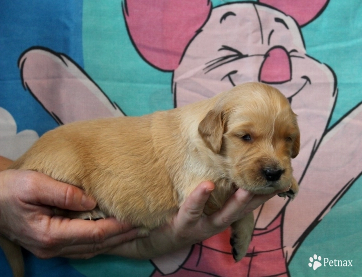 Piglet Golden Retriever