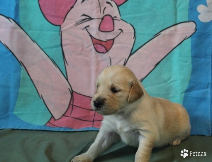 Kanga Golden Retriever