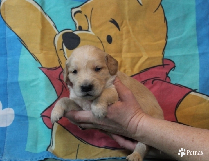 Christopher Robin Golden Retriever