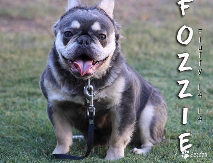 Blue Muscle Bulldogs  FOZZIE  French Bulldog