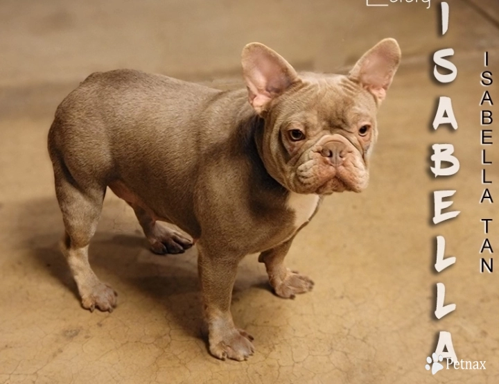 Blue Muscle Bulldogs LADY ISABELLA  French Bulldog