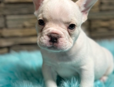 Polar Bear  French Bulldog