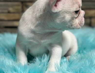 Polar Bear  French Bulldog