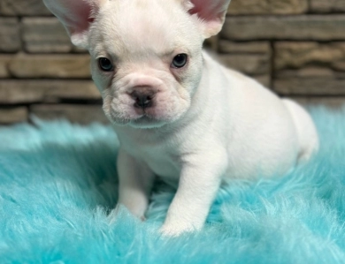 Polar Bear  French Bulldog