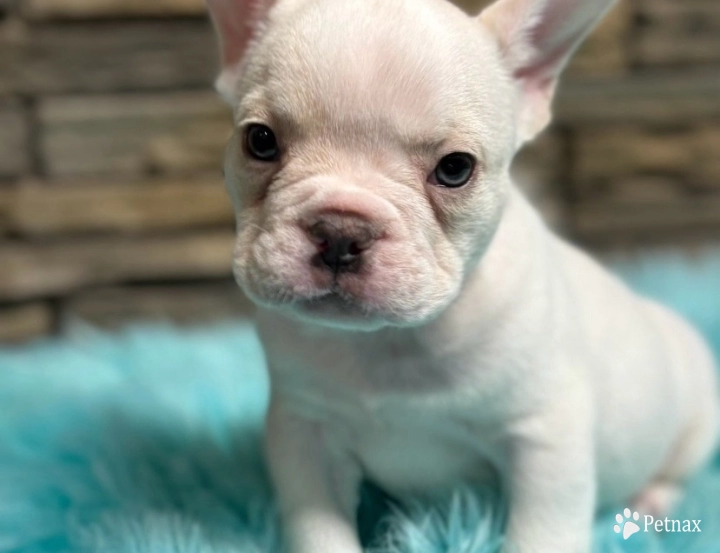 Polar Bear  French Bulldog