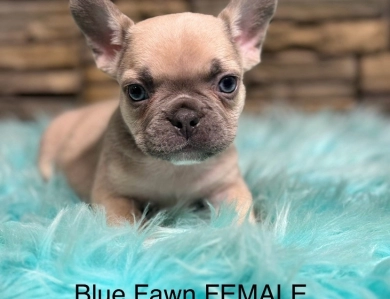 Biscuit French Bulldog
