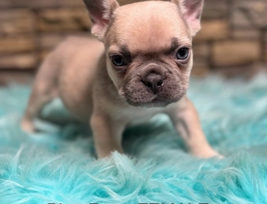 Biscuit French Bulldog