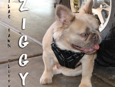 ZIGGY French Bulldog