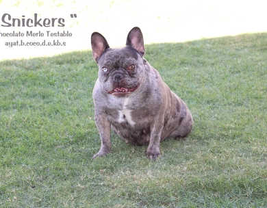 Blue Muscle Bulldogs SNICKERS French Bulldog