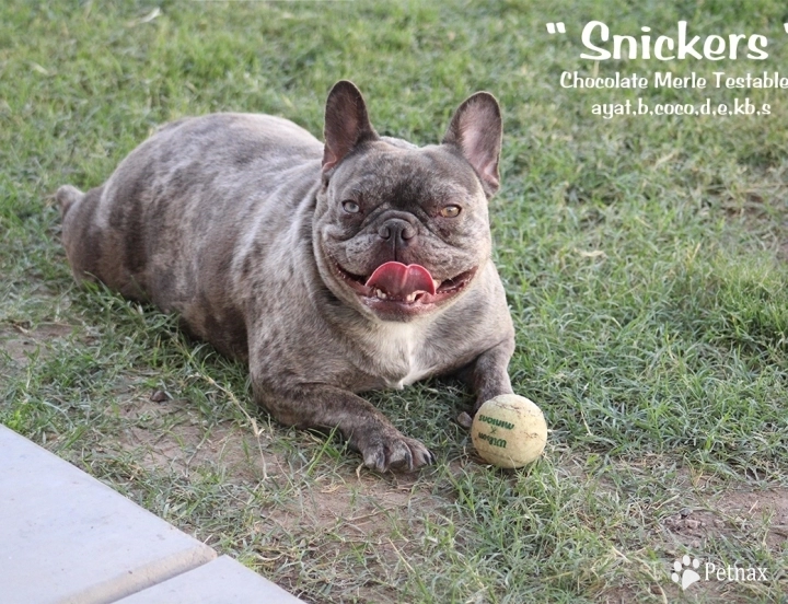 Blue Muscle Bulldogs SNICKERS French Bulldog