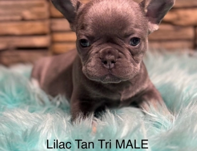Mr Lilac French Bulldog