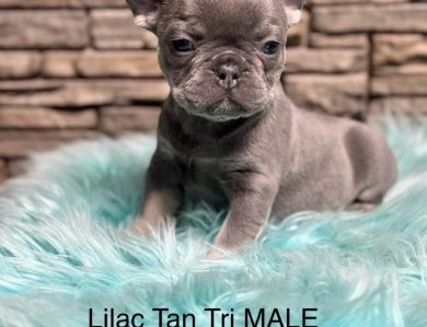 Mr Lilac French Bulldog