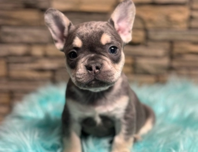 Colbalt Blue  French Bulldog