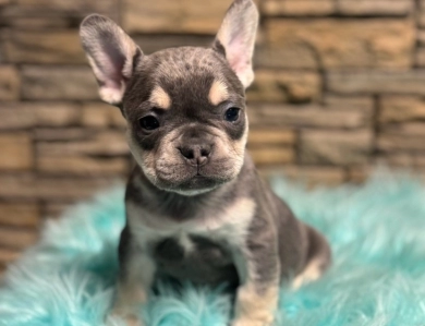 Colbalt Blue  French Bulldog