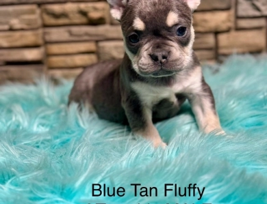 Colbalt Blue  French Bulldog