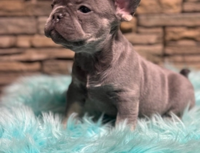 Violet  French Bulldog