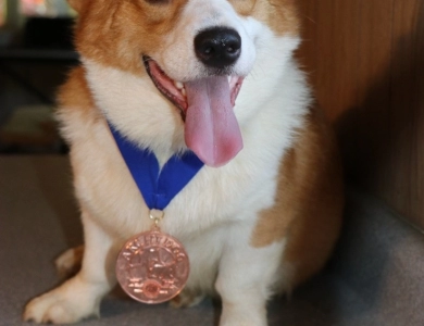 Orion Pembroke Welsh Corgi