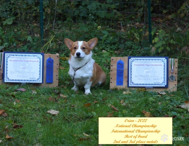 Orion Pembroke Welsh Corgi