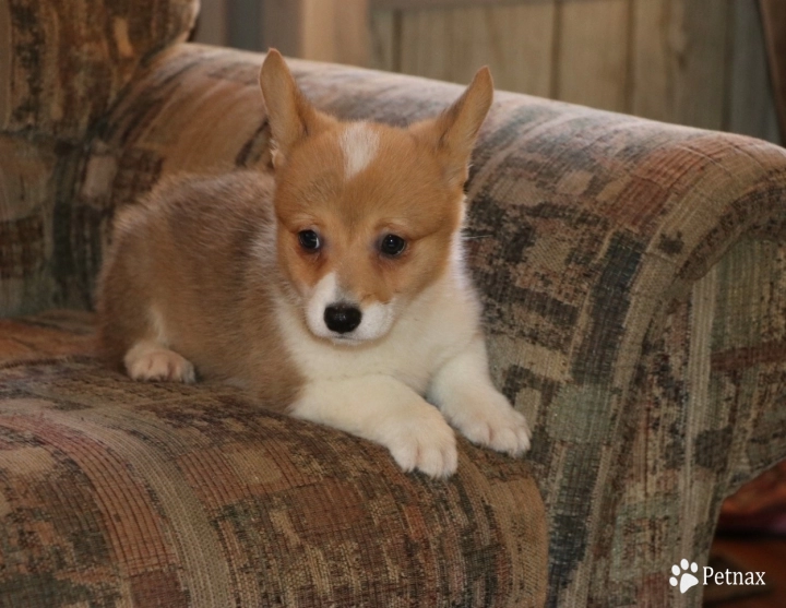 Poppy Pembroke Welsh Corgi