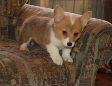 Poppy Pembroke Welsh Corgi