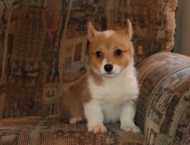 Poppy Pembroke Welsh Corgi