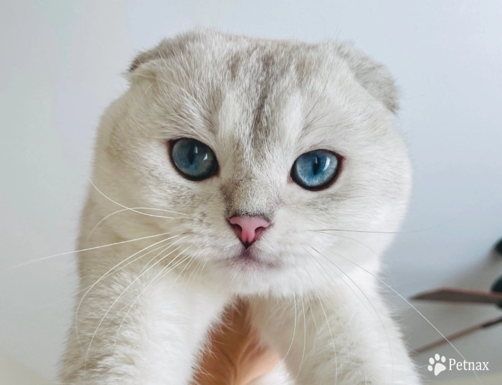 Cupid Scottish Fold