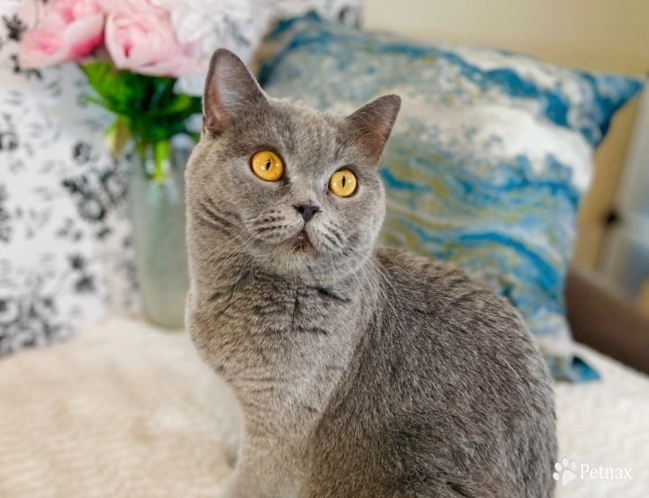 Frosty Scottish Fold