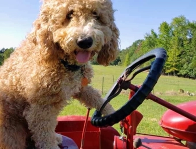 Raisin Goldendoodle