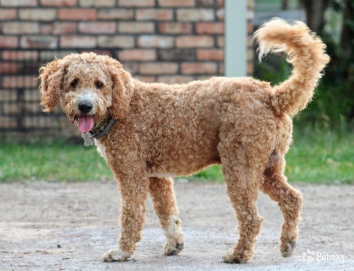 Raisin Goldendoodle