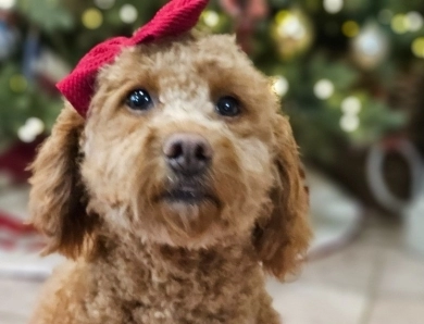 Ruby Goldendoodle