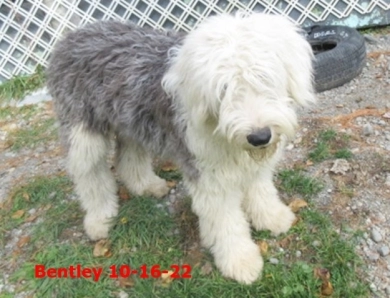 Old English Sheepdogs - Maine