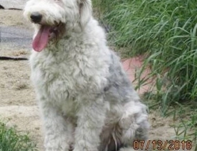 Old English Sheepdogs - Maine